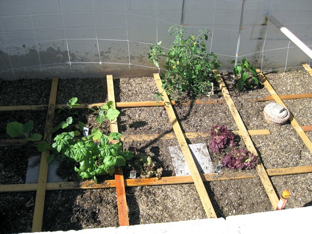 transplants and seeds planted in some grids transplants and seeds planted in some grids