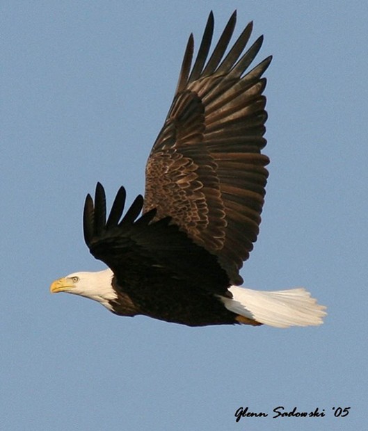 Pics Of Eagles Flying. bald Eagle Soaring flying