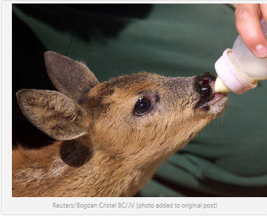 Police state gone wild: Couple facing 60 days in jail for rescuing injured baby deer
