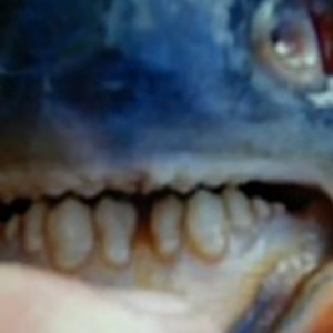 Horrific Testicle-Eating Fish Invade Illinois Lake [Video]