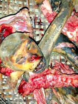  Monkey meat at center of NYC court case