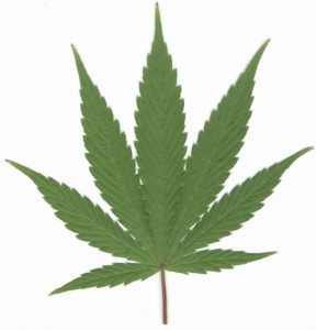 
Medical Marijuana Laws Make Your Head Spin?
