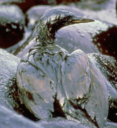 Gulf Oil Spill