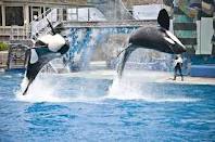 Court to decide if SeaWorld whales are illegal 'slaves'