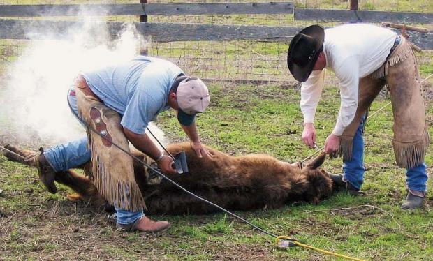 171-0329133118-cattle-branding-Electric_cattle_branding_and_earmarking.jpg