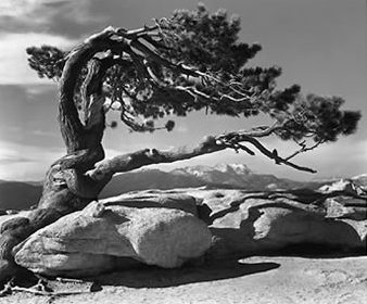 Ansel Adams photos found at garage sale worth $200 million