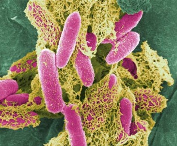 Food Bourne Pathogens in America
