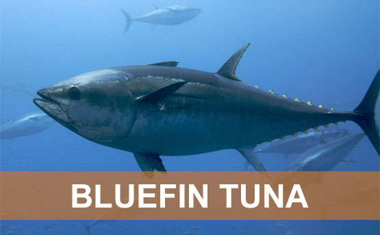 http://www.freedomsphoenix.com/Uploads/Graphics/315/07/315-0721230850-bluefin-tuna.jpg