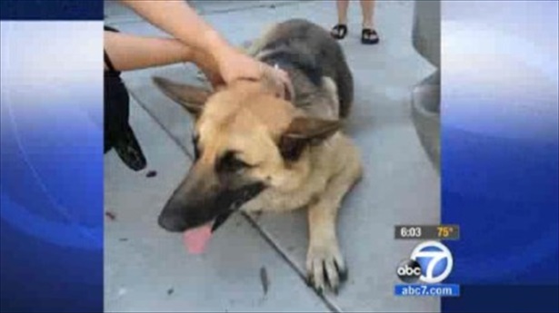 California Police Shoot Family Dog And Then Offer Account Contradicted By Videotape