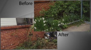 Lady Sues City of Tulsa For Cutting Down Her Edible Home Garden