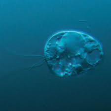 Strange Organism Has Unique Roots in the Tree of Life