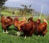 Chickens